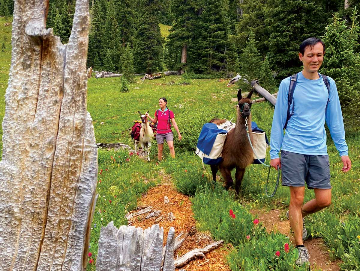 A llama trek with Paragon Guides