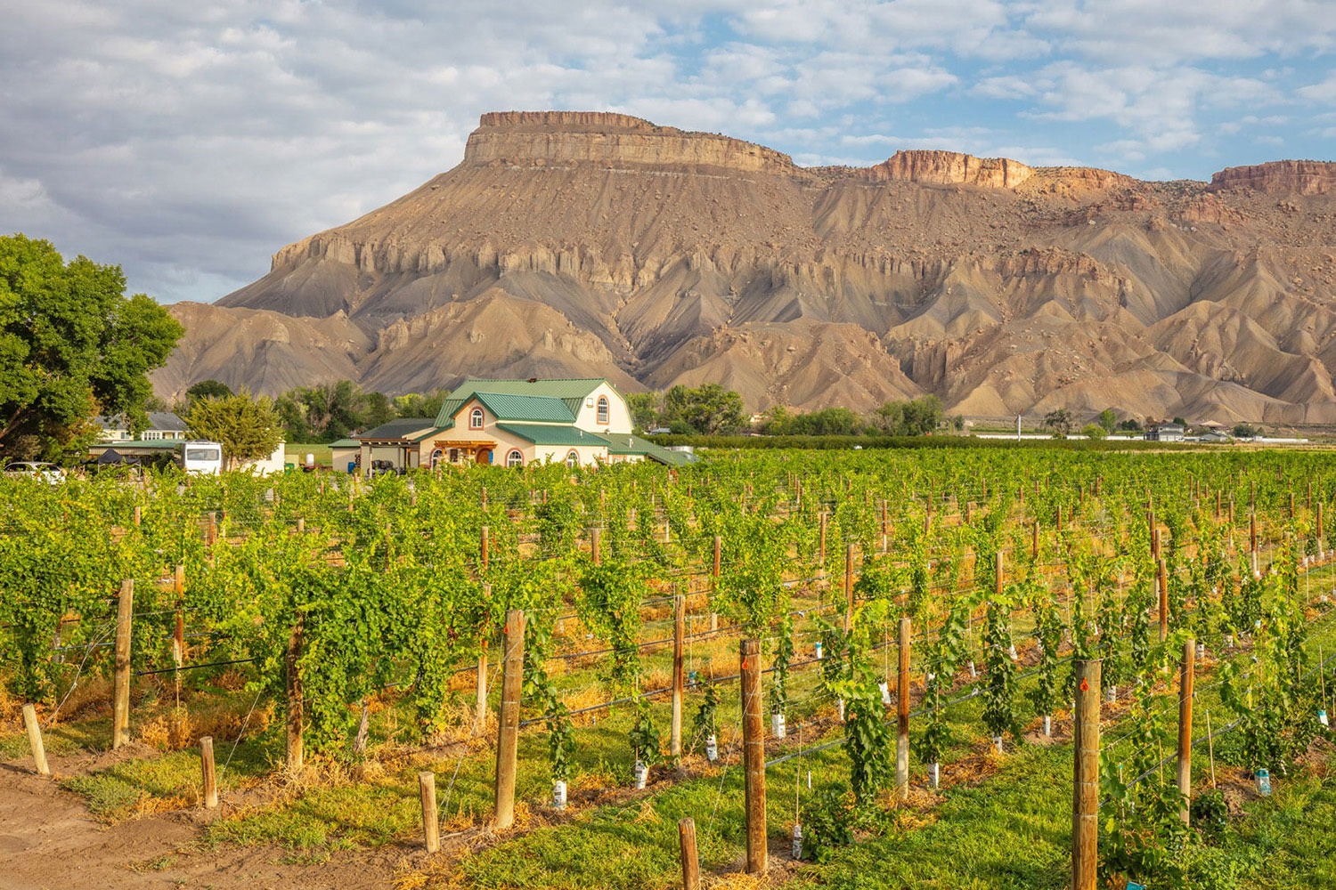 View of the Grand Mesa, a striated flat-top mountain, from the rows of a vineyard