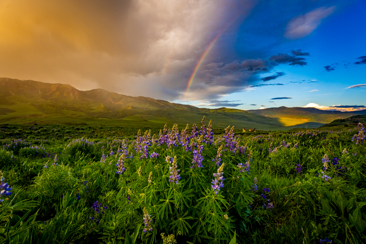 Purple lupine blooms stand out against grassy mountainsides with a rainbow in the background in Crested Butte — the Wildflower Capital of Colorado