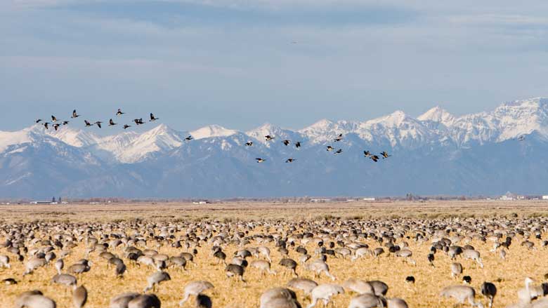 Hundred of sandhill cranes search a big yellow fields for food at Monte Vista National Wildlife Preserve near Alamosa, Colorado.