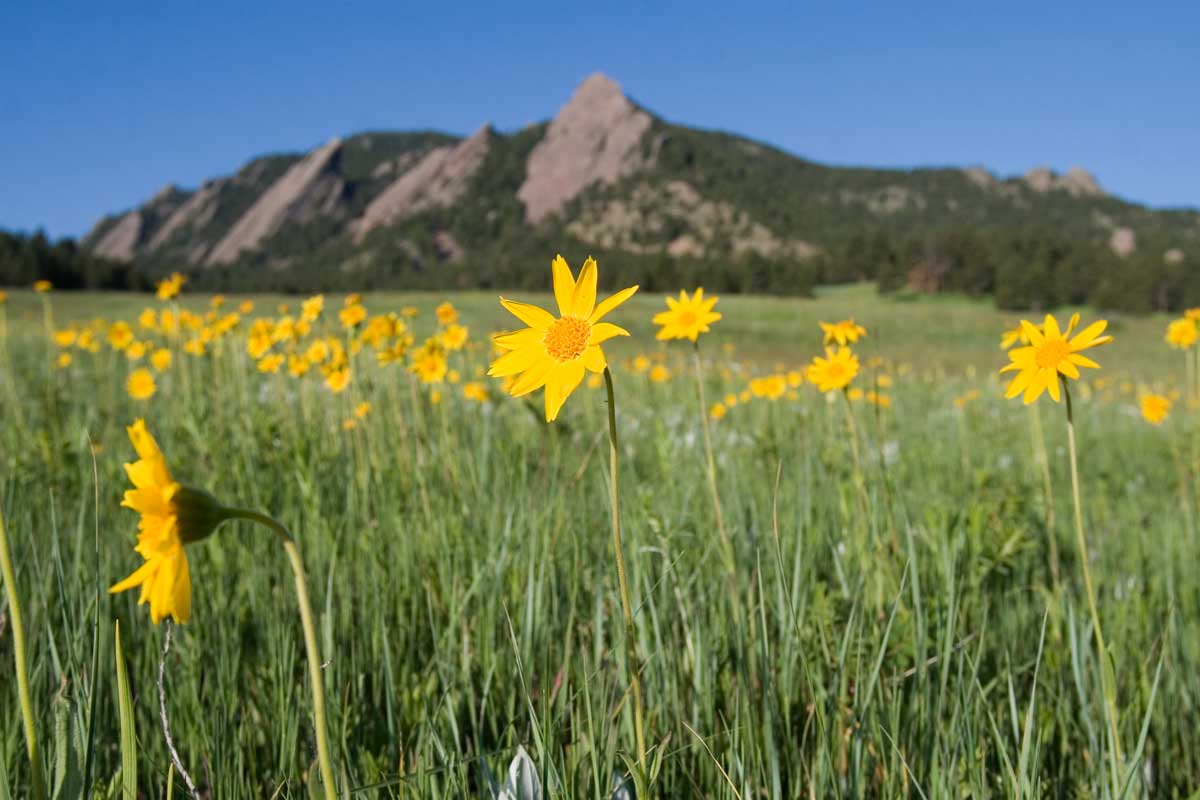 The Boulder Flatirons sit in a green field with yellow flowers against a blue sky.