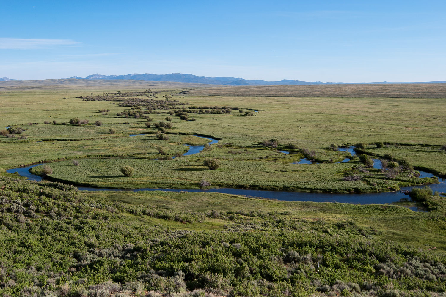 Part of the Cache la Poudre river twists and turns through a green prairie land with short shrubs and trees popping up along its banks in Colorado.