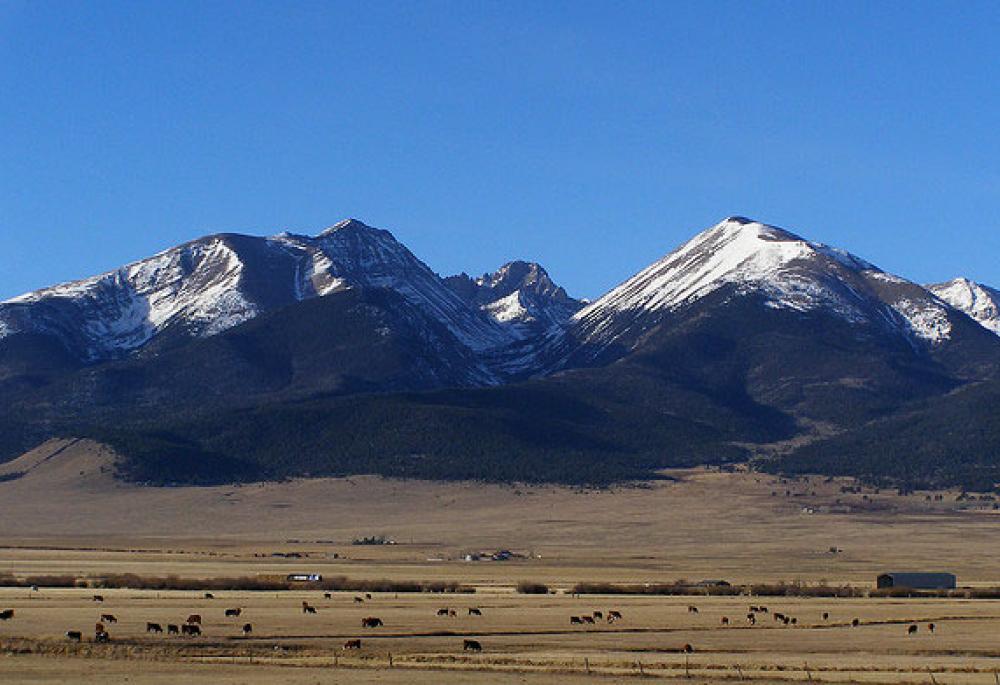 A brown field of cows grazes under a bright-blue sky with snow-capped mountains in the background.