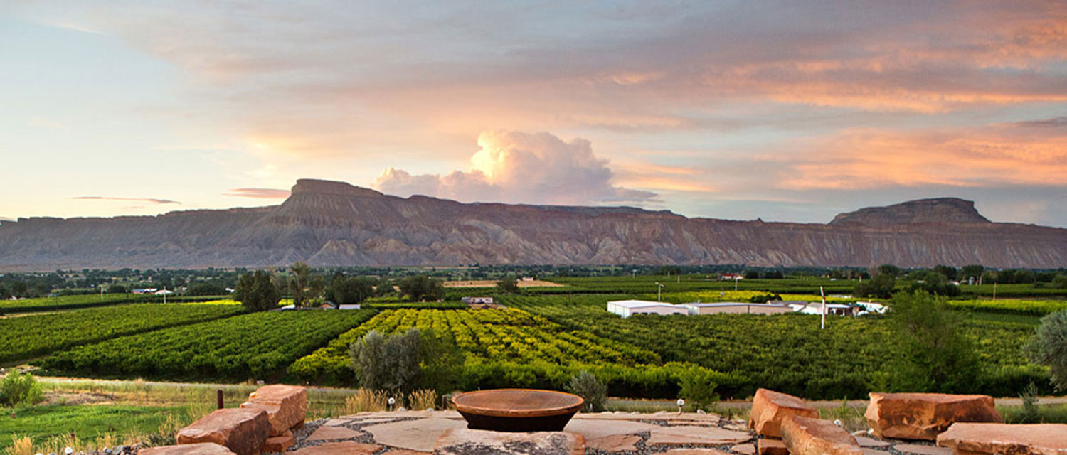 Vineyard vistas