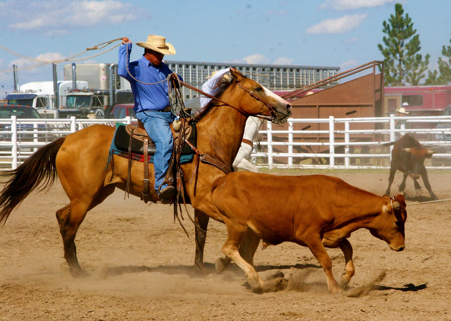 A man riding a horse attempts to lasso a calf in a dusty field with metal fences in the background.