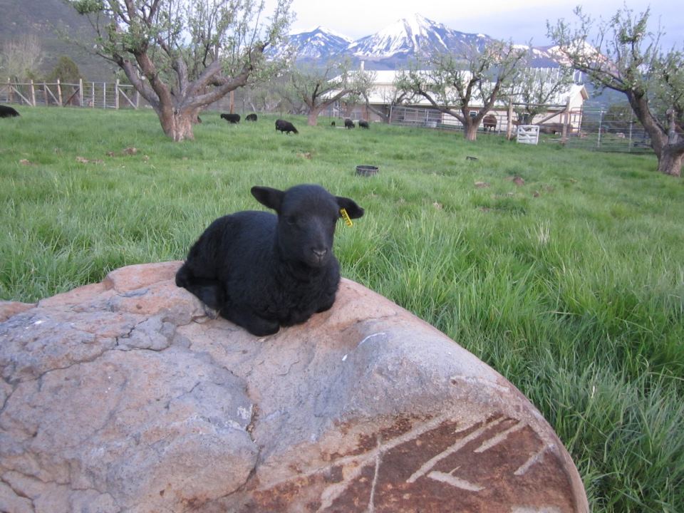 desert weyr photo