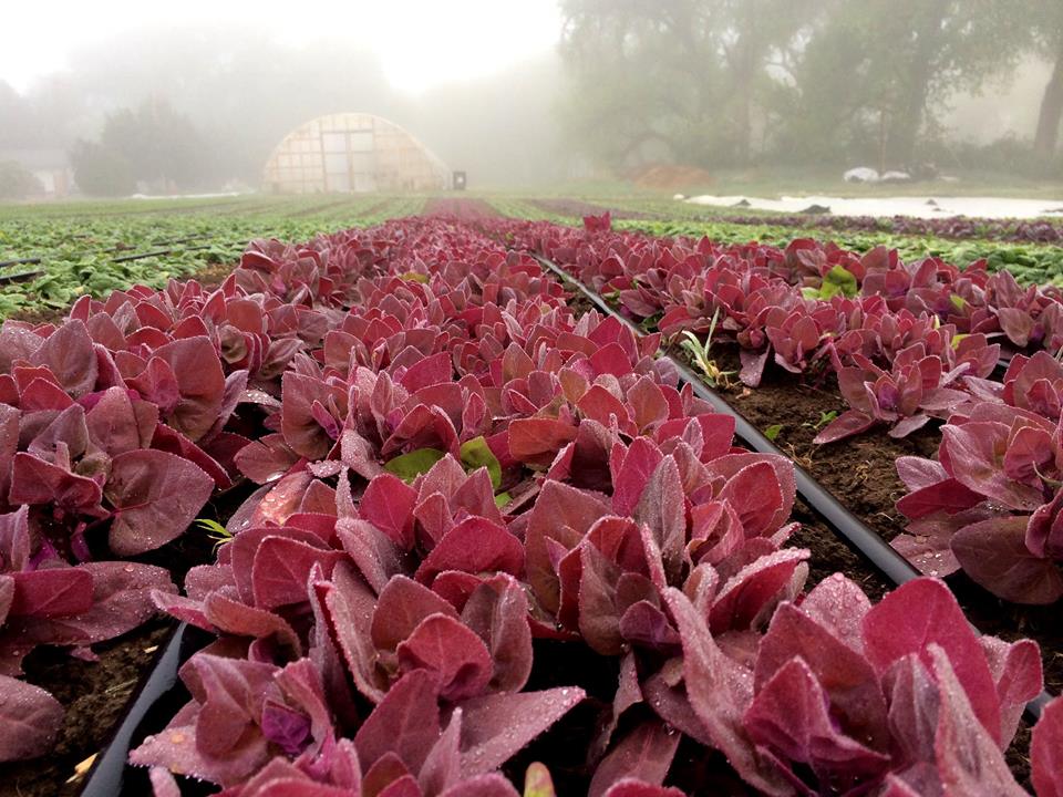 ollin farms photo