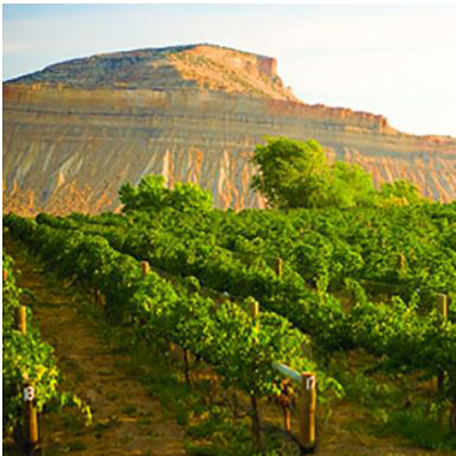vineyards photo 10