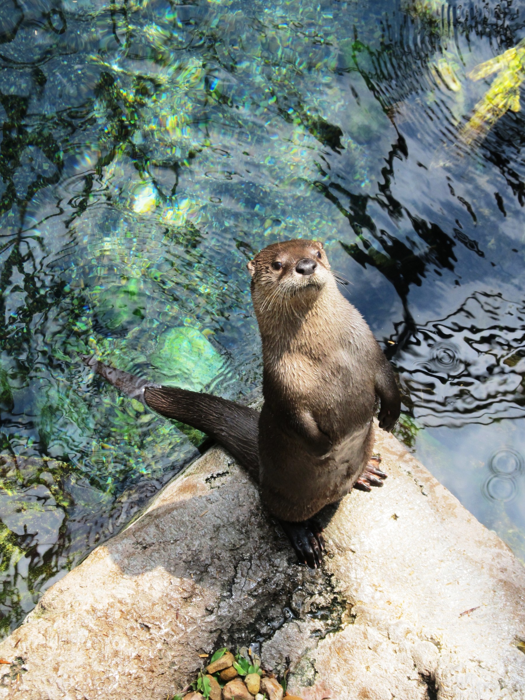 otters! photo 11