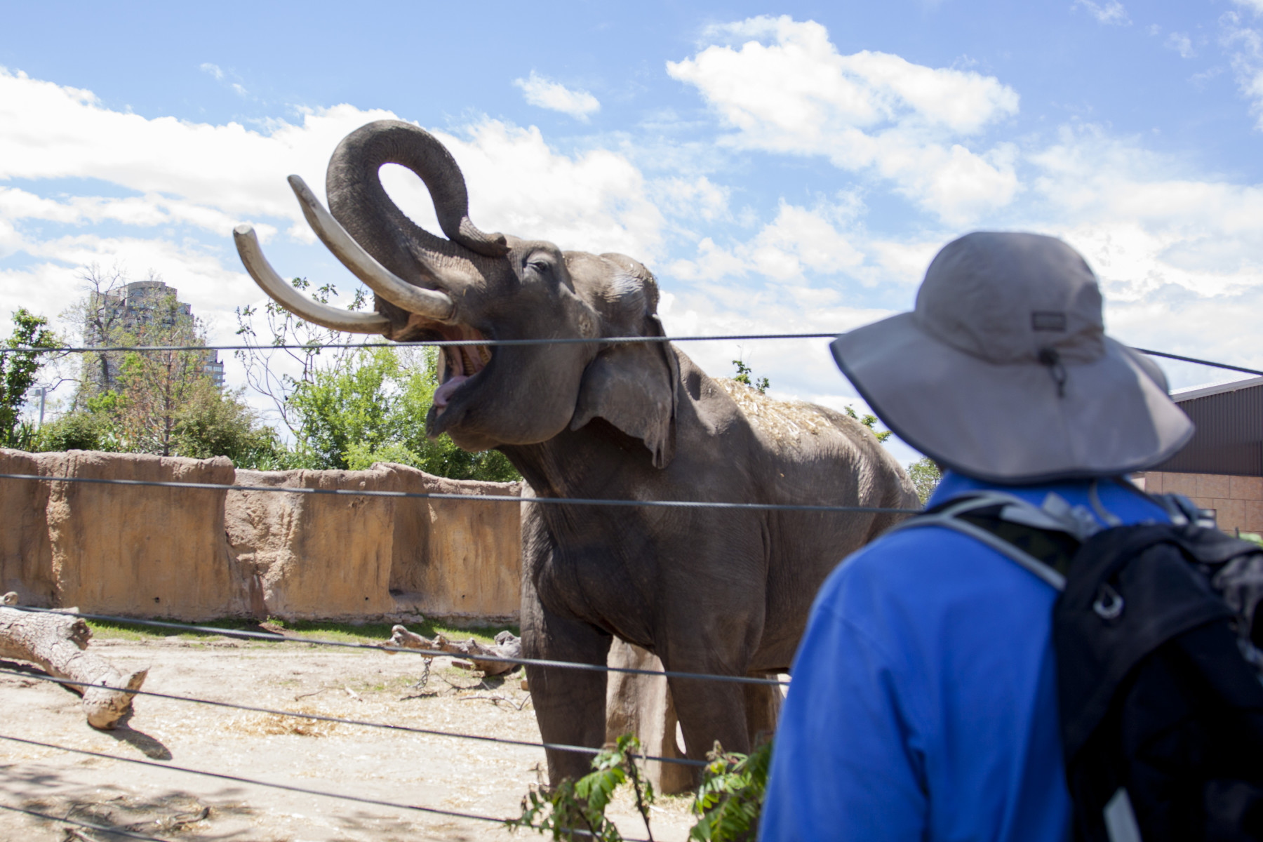 animal adventures: elephant encounter photo 19
