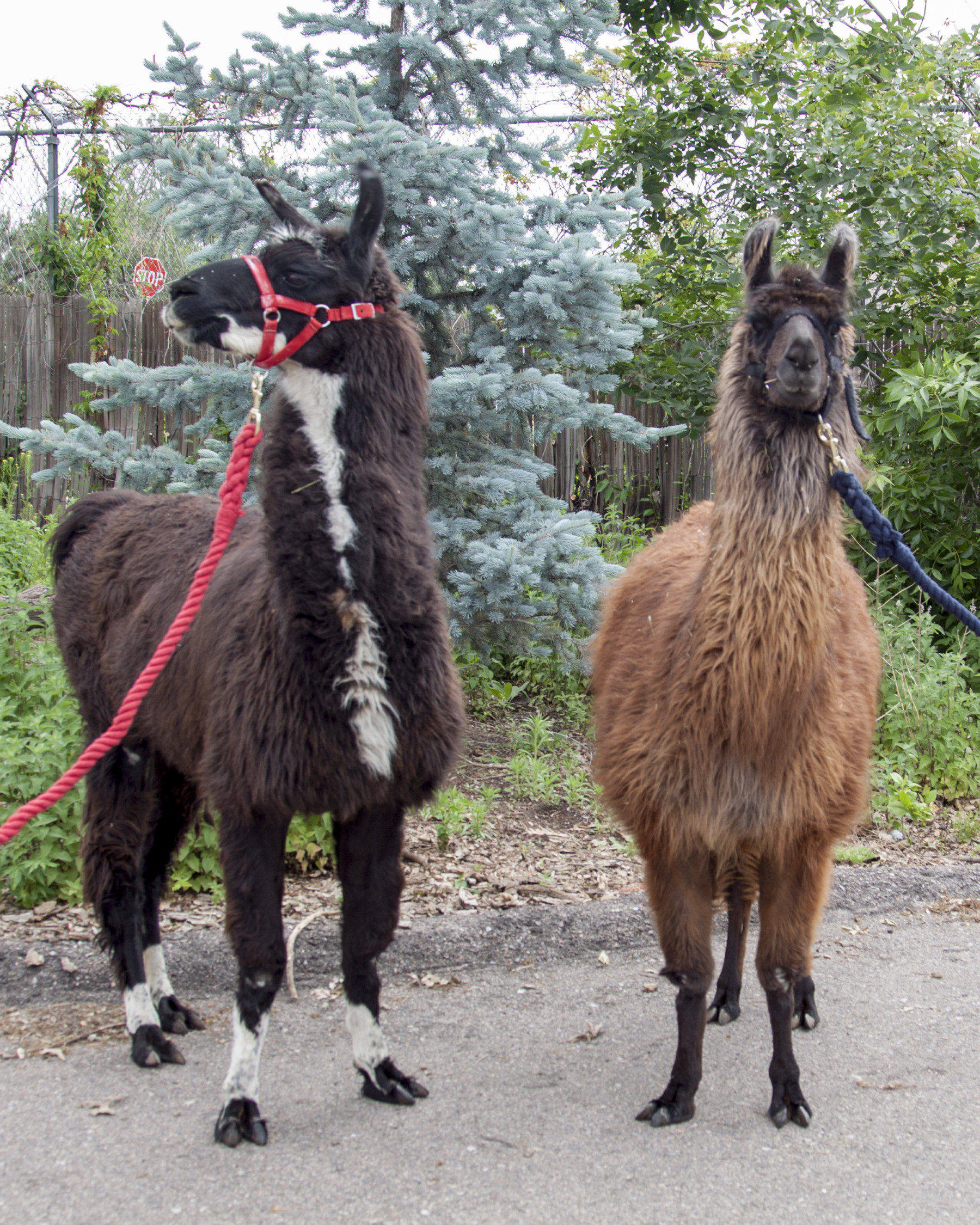 llamas photo 20