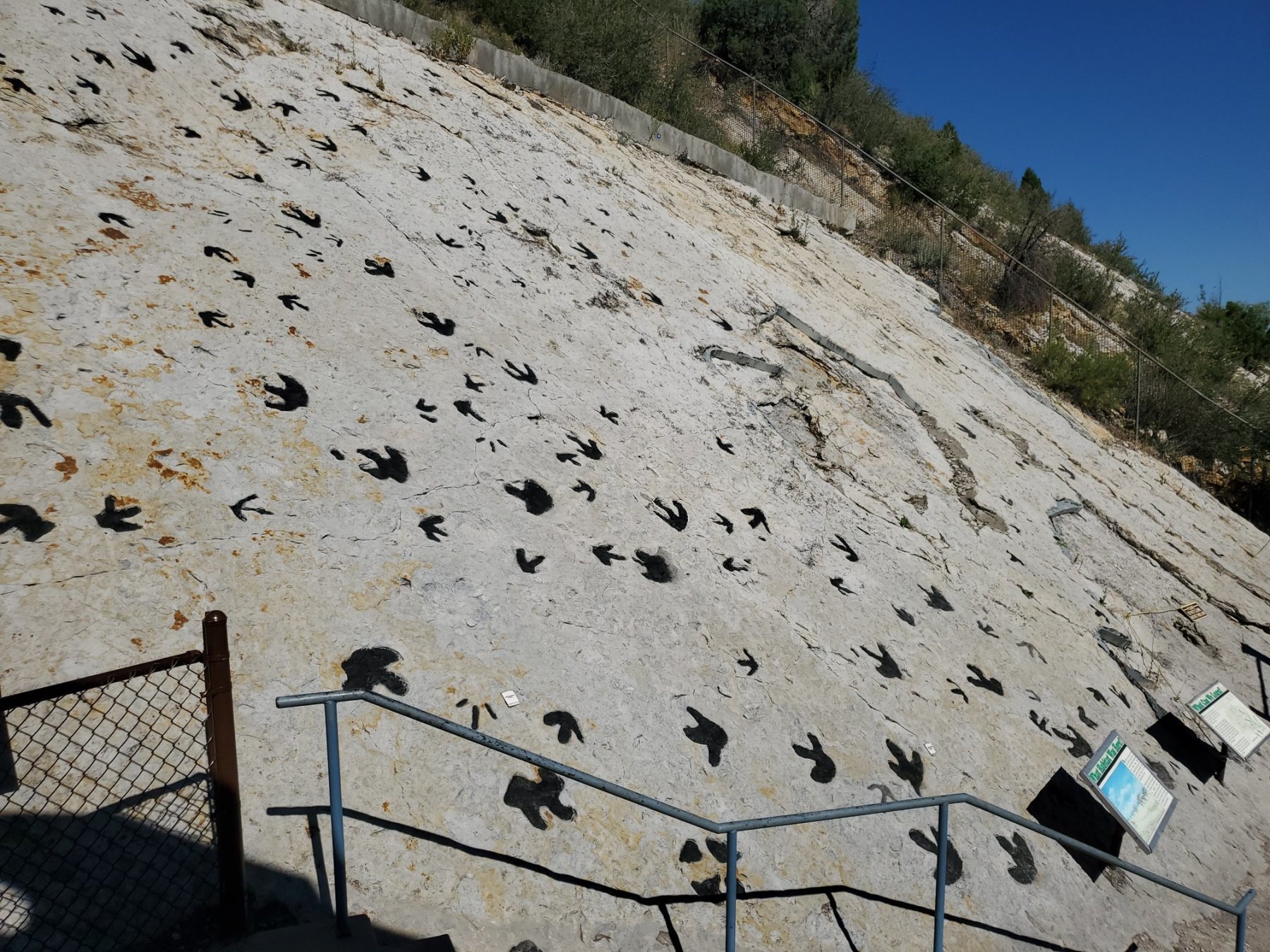 view of dinosaur trackways across a light-colored exposure of cretaceous aged sandstone, now tilted at a 45 degree angle. the uplift of the rocky mountains pushed up once flat layers of rock. photo