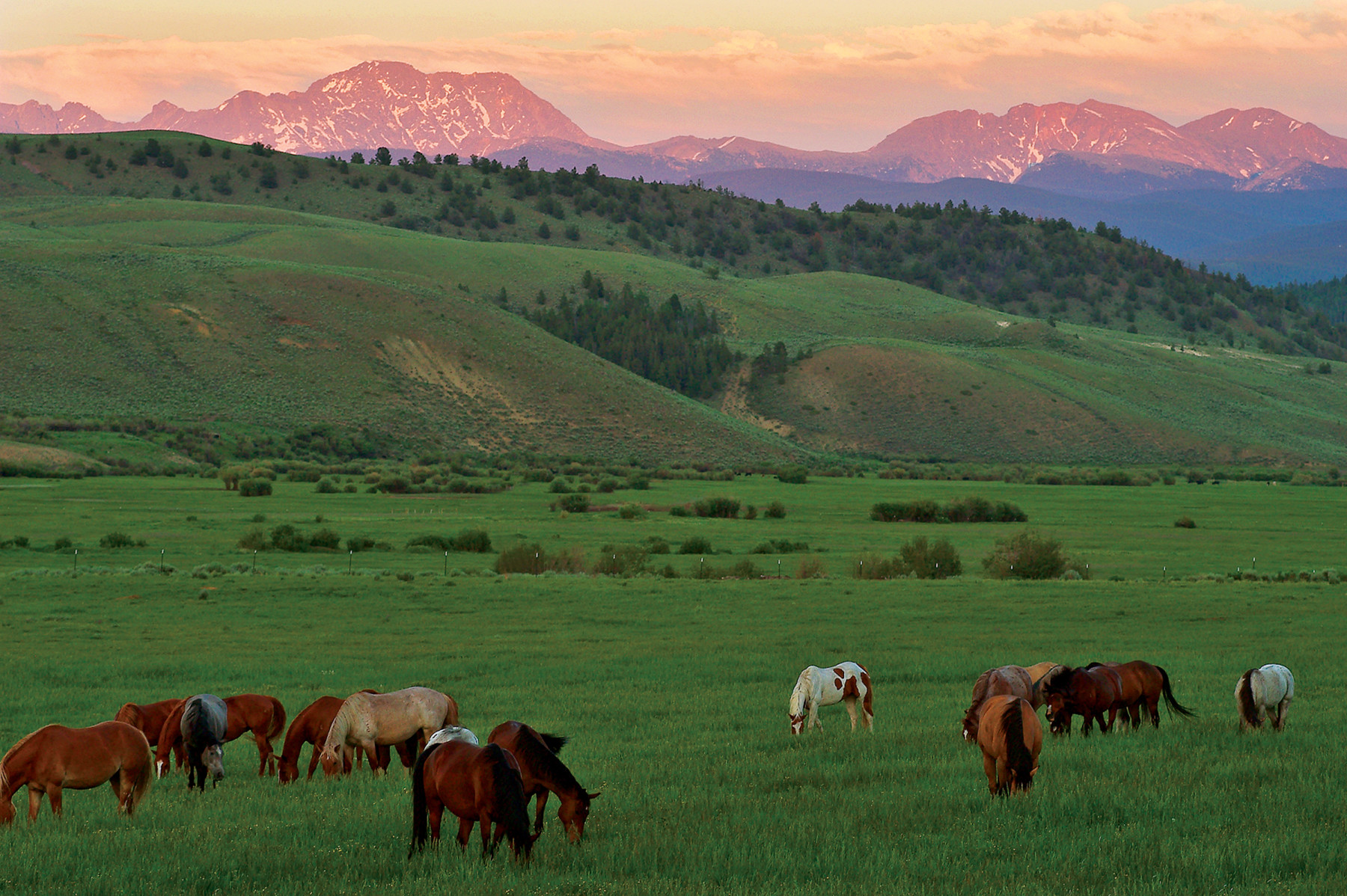 meadows at dusk photo 2