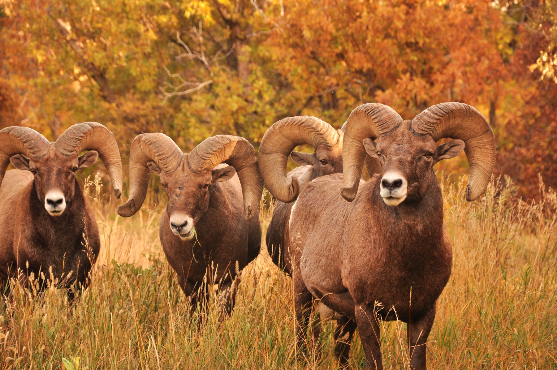 bighorn sheep photo 5